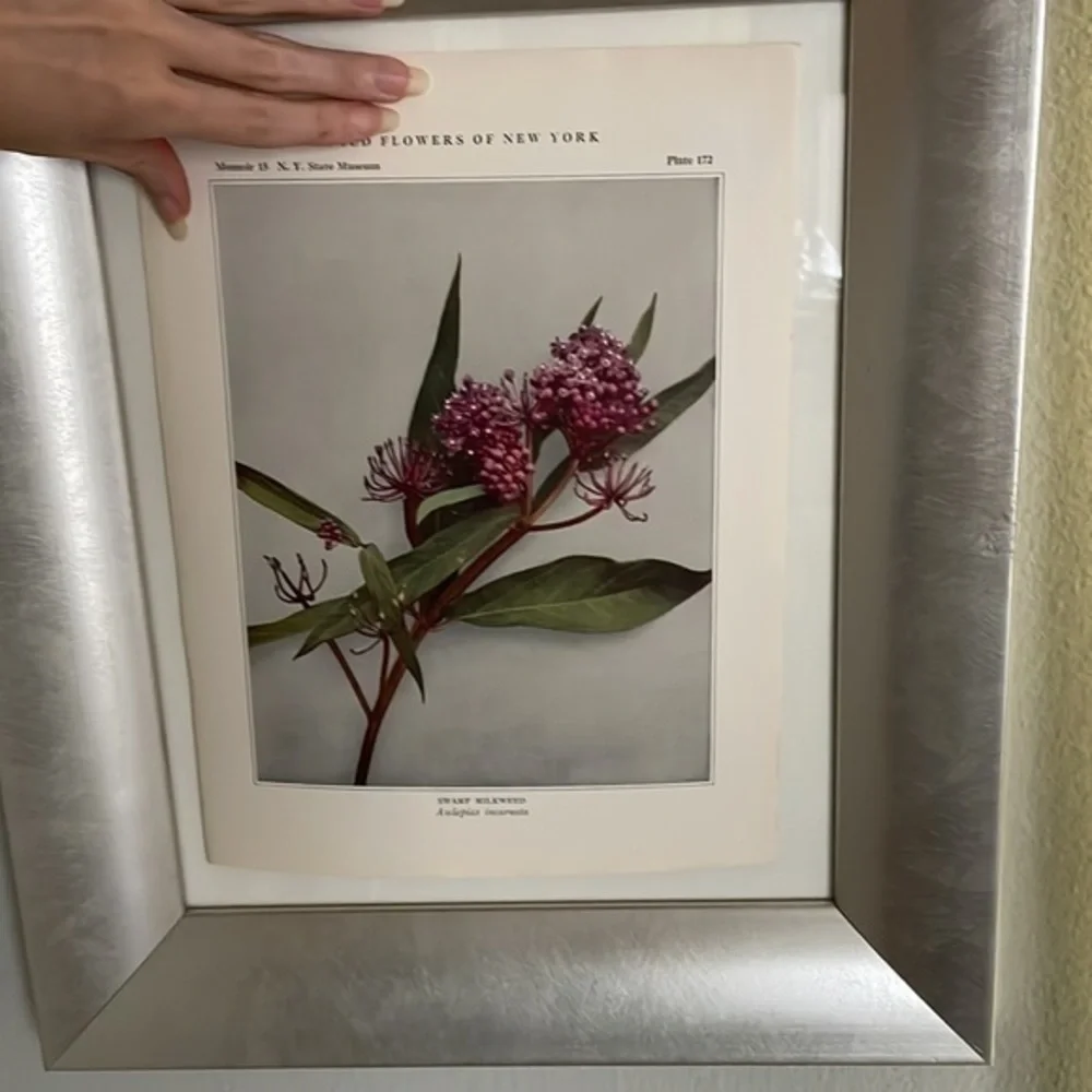 🖤5/$25 Antique Botanical Print Original natural home decor milkweed flower